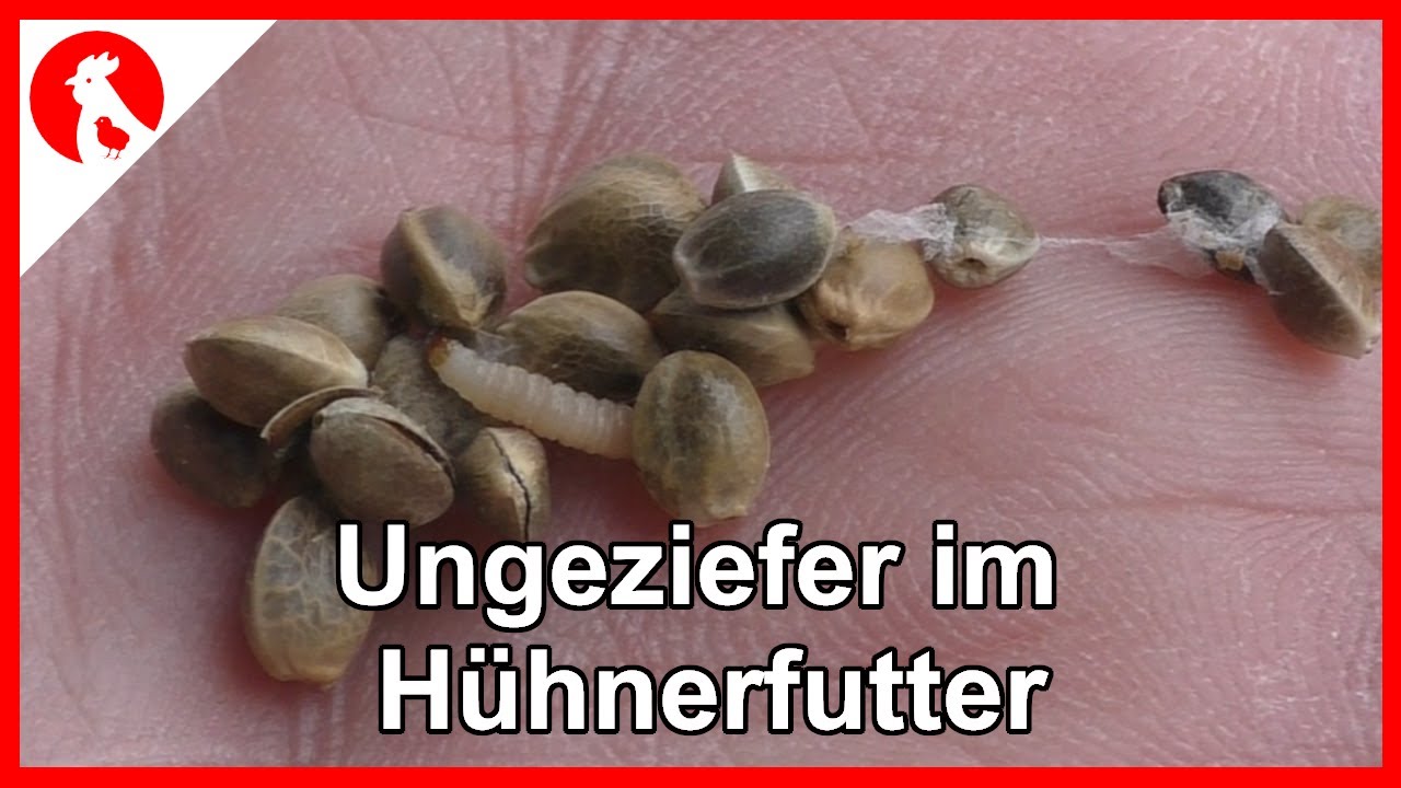 129 Ungeziefer im H&uuml;hnerfutter -  Jensman and the Huhns