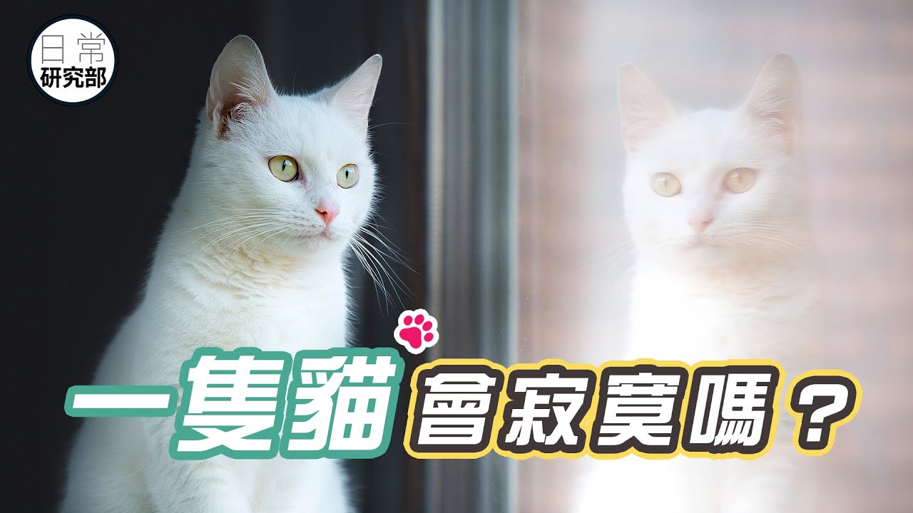 貓一生中三個常見的處境，你要學懂如何處理！