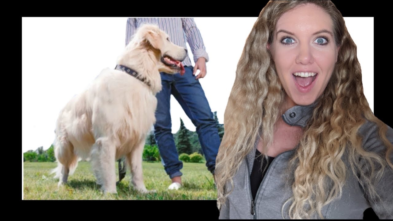 How to Socialize an Adult Dog (the RIGHT way)
