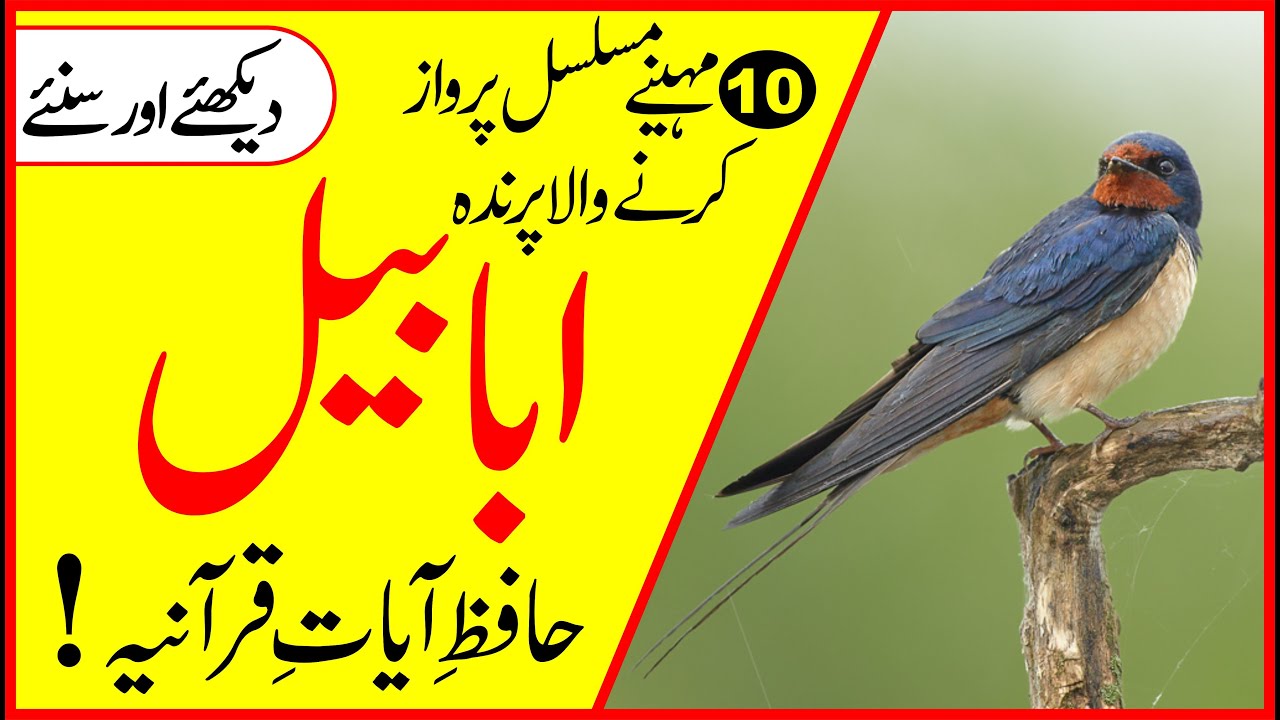 SWALLOW FACTS IN URDU | SWALLOW FACTS | SWALLOW HIDDEN FACS | HAYAT UL HAIWAN | ابابیل کی معلومات