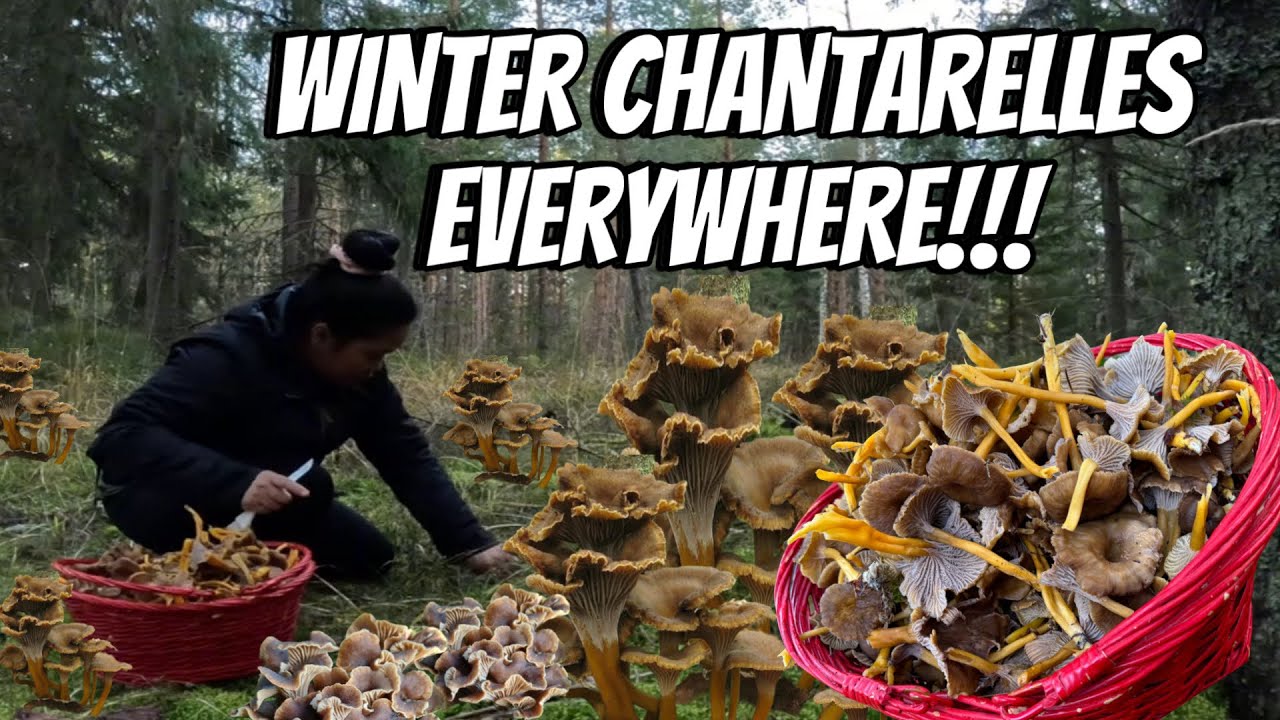 FORAGING FUNNEL CHANTARELLES | THE LINDEMANS