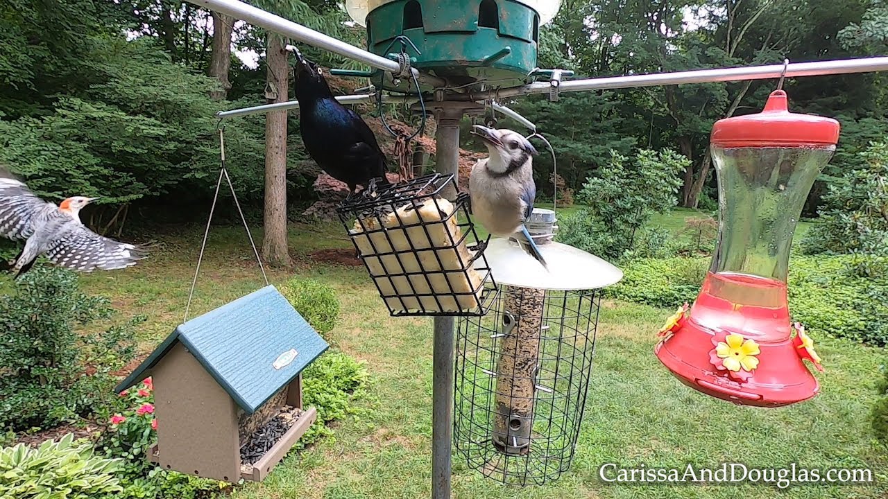 2-HOUR BIRDWATCHING VIDEO at 