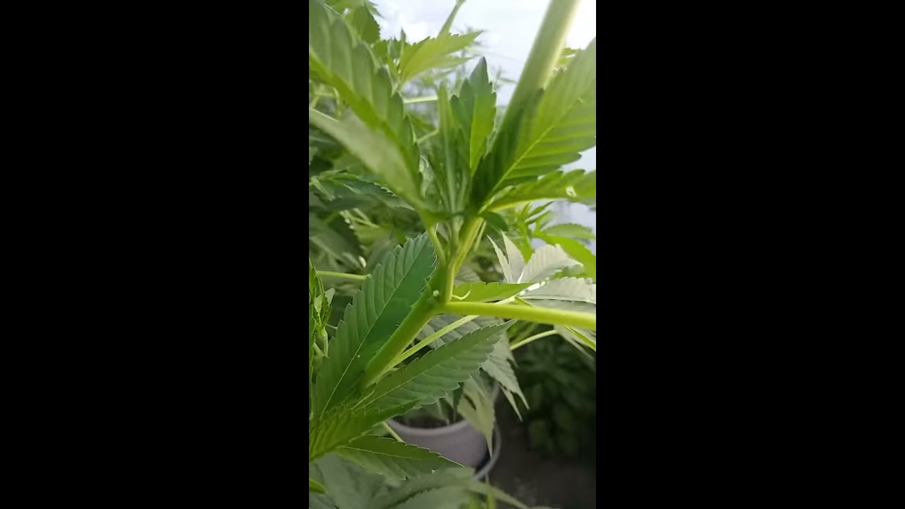 Male vs Female Cannabis plant #cannabis #marijuana #sexing