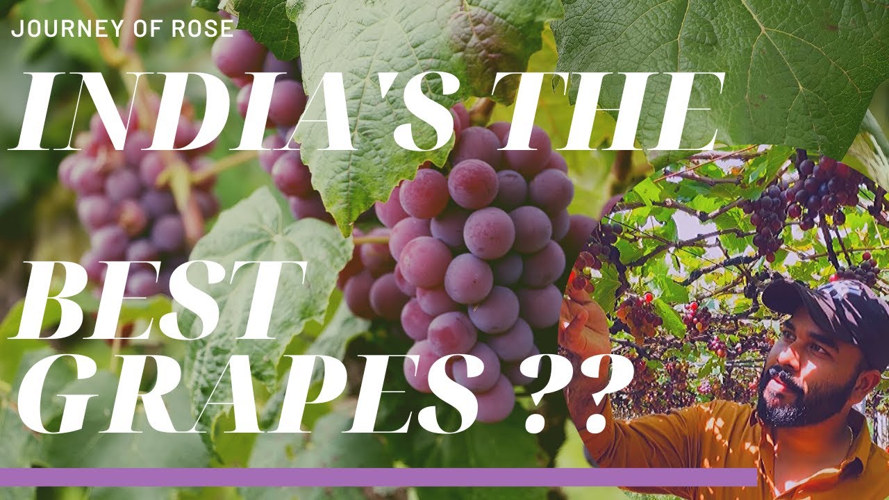 GRAPES FARM @KERALA |കേരളത്തിലെ മുന്തിരി തോട്ടങ്ങൾ | നമുക്ക് പോകാം മുന്തിരി തോട്ടത്തിലേക്ക്