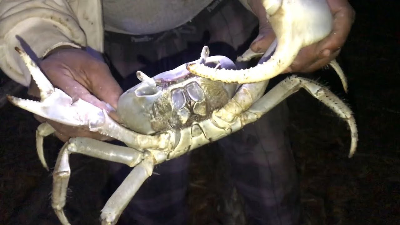 Captura de cangrejos y Cocina en la playa 🦀 😲 crabs huge, crabe