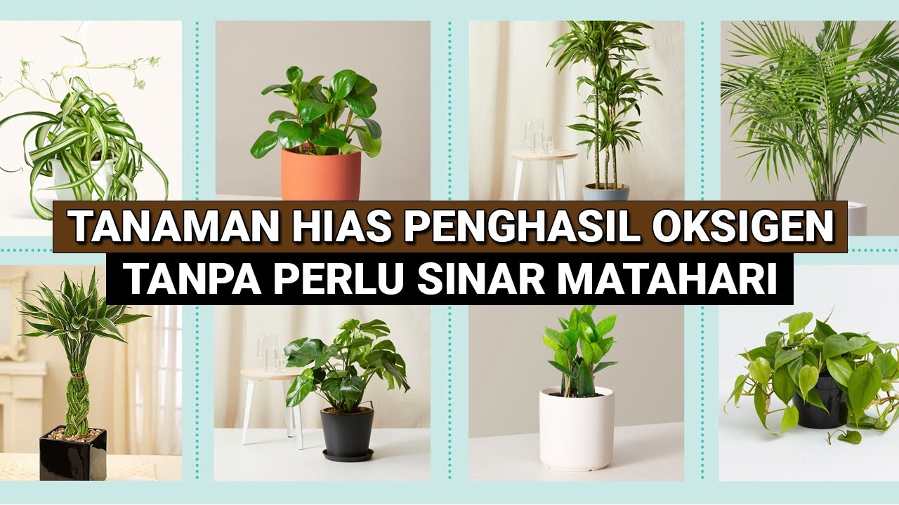 JENIS TANAMAN HIAS PENGHASIL OKSIGEN DALAM RUMAH AGAR TIDAK PENGAP