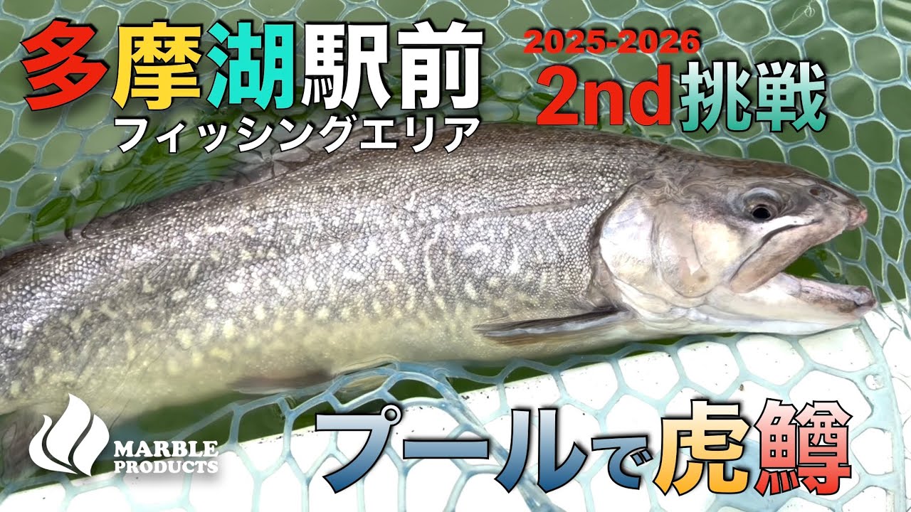 【多摩湖駅前フィッシングエリア】今シーズン２回戦目【エリアトラウト】にてタイガートラウトを釣る/ボトムルアーで挑む【シャインライド】