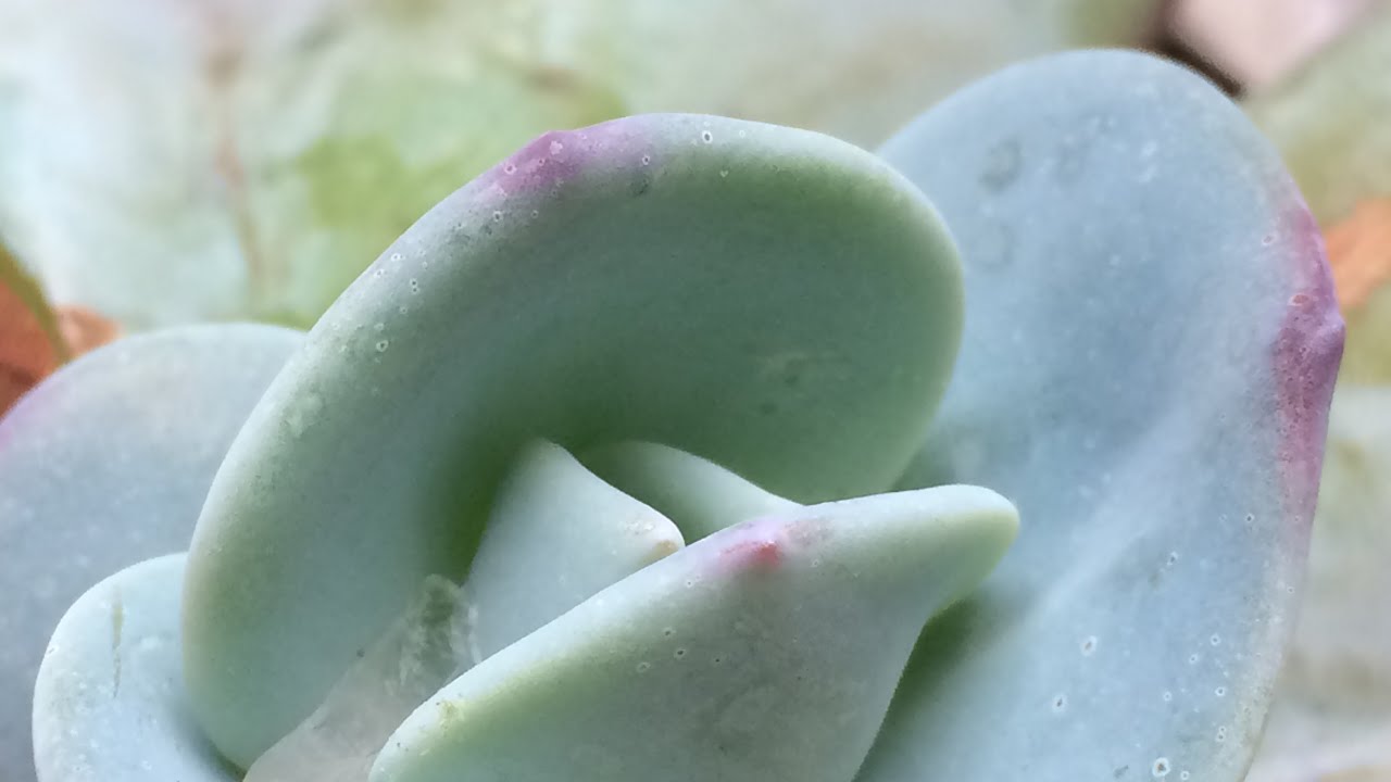 COMO FIZ MUDAS DA ECHEVERIA GILA