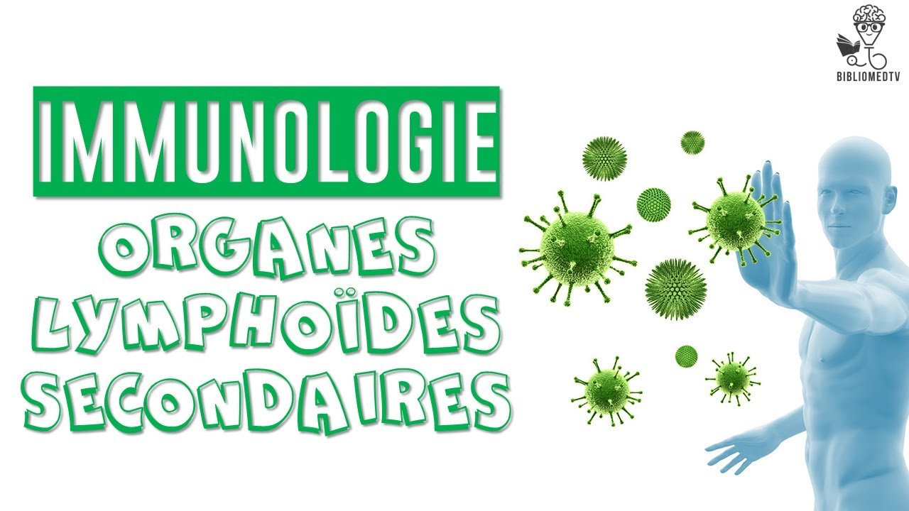 Immunologie - les Organes Lympho&iuml;des Secondaires