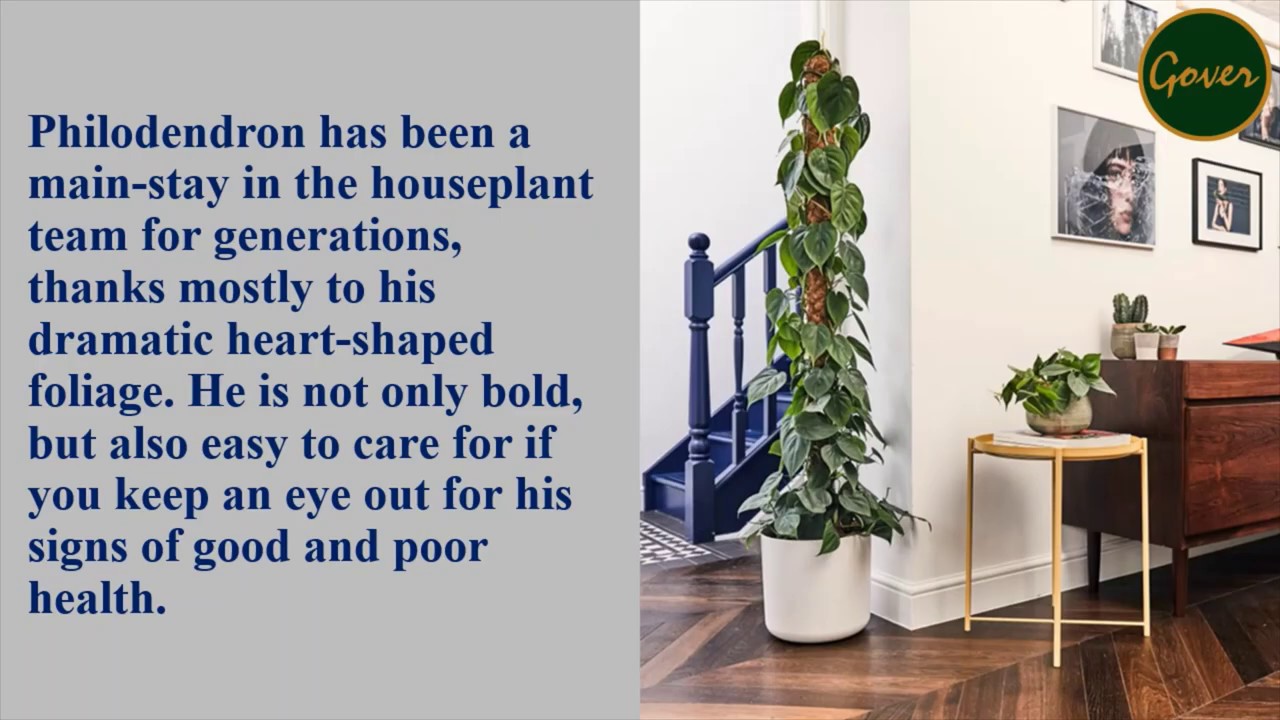 Philodendron - Scandens