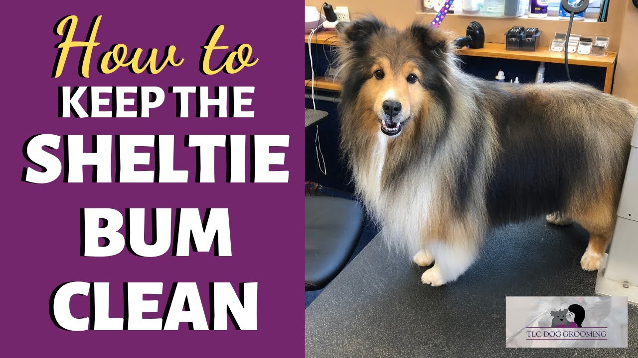 How to Keep a Sheltie's Back Quarter Fur Clean