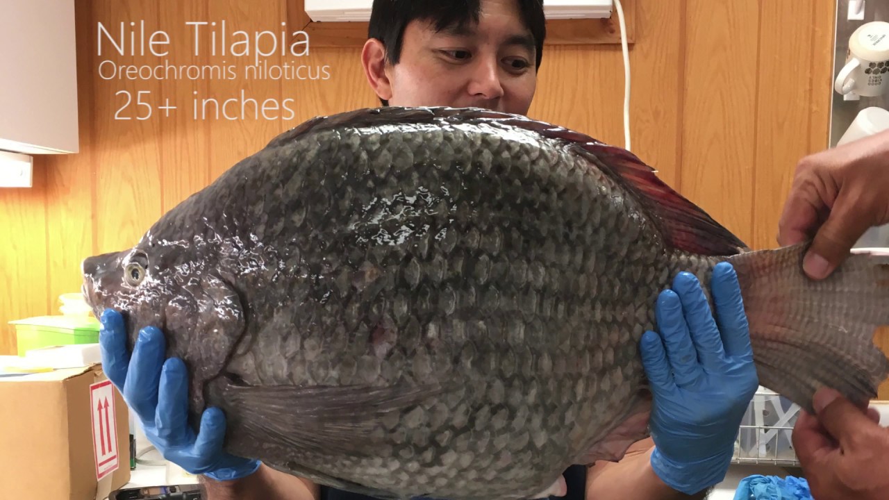 Top 10 Biggest Cichlid (Accurate Version)