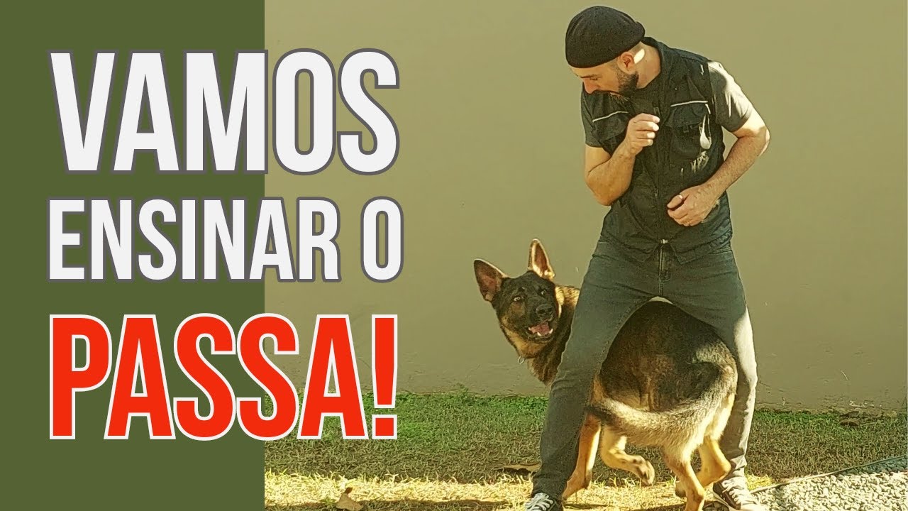 DIVERSÃO DESCOMPLICADA - Ensine o 