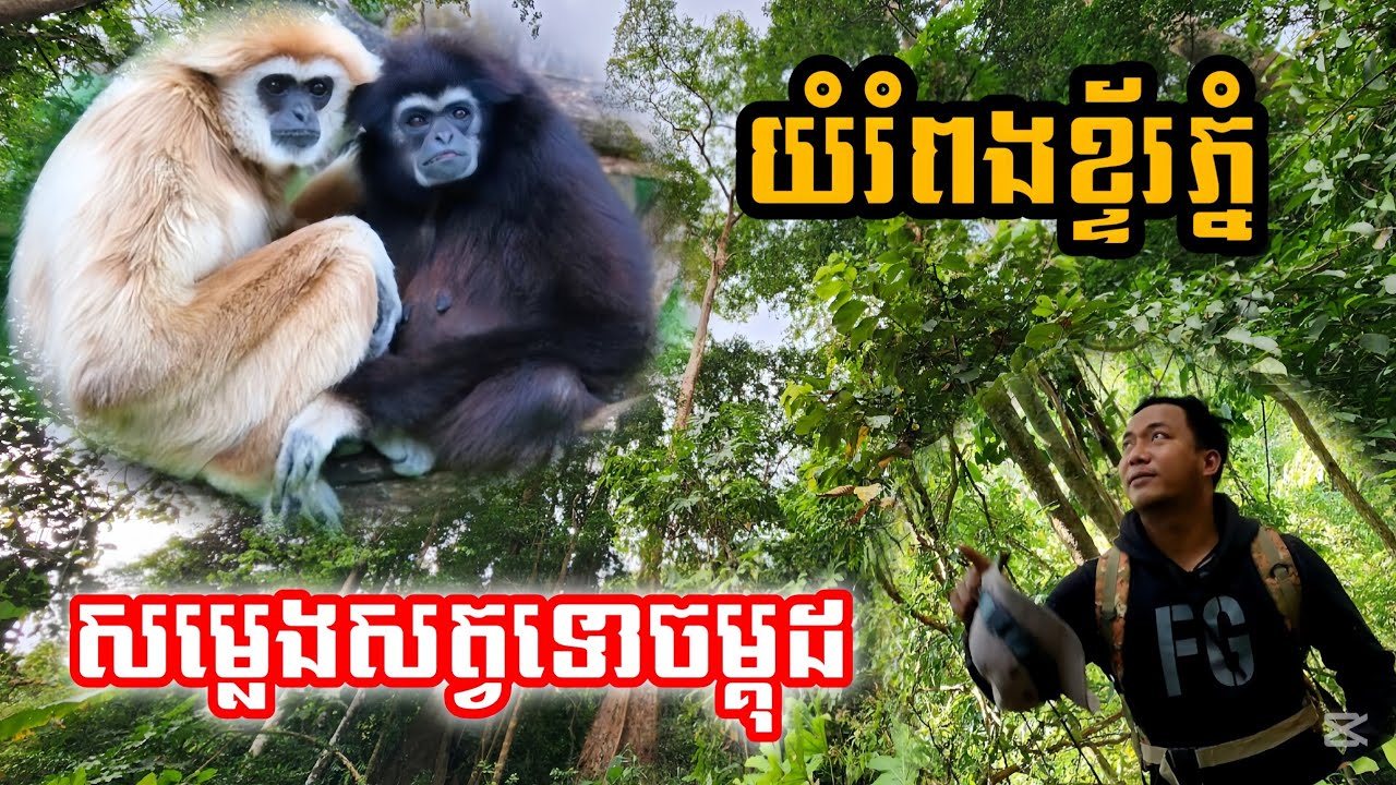 សម្លេងសត្វទោចម្គុដ យំរពងខ្ទ័រភ្នំ