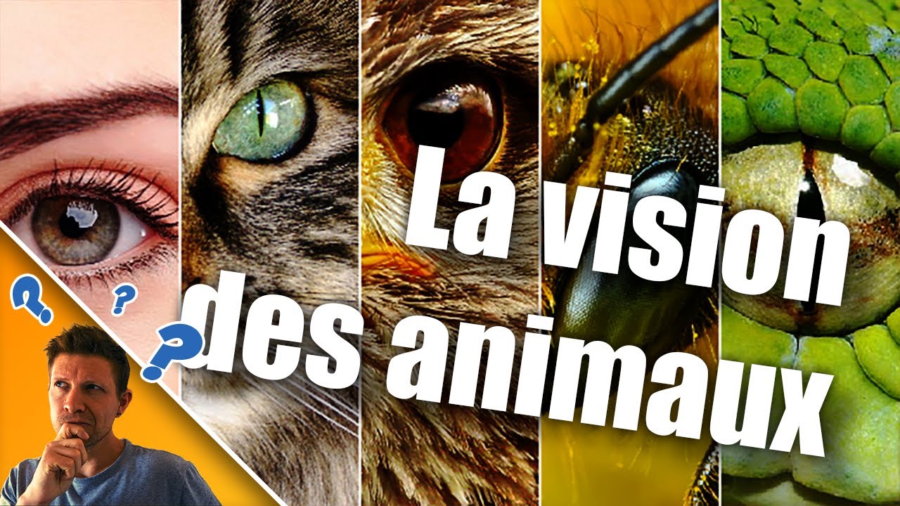 LA VISION DES ANIMAUX (et pas qu'avec les yeux !) [2019]