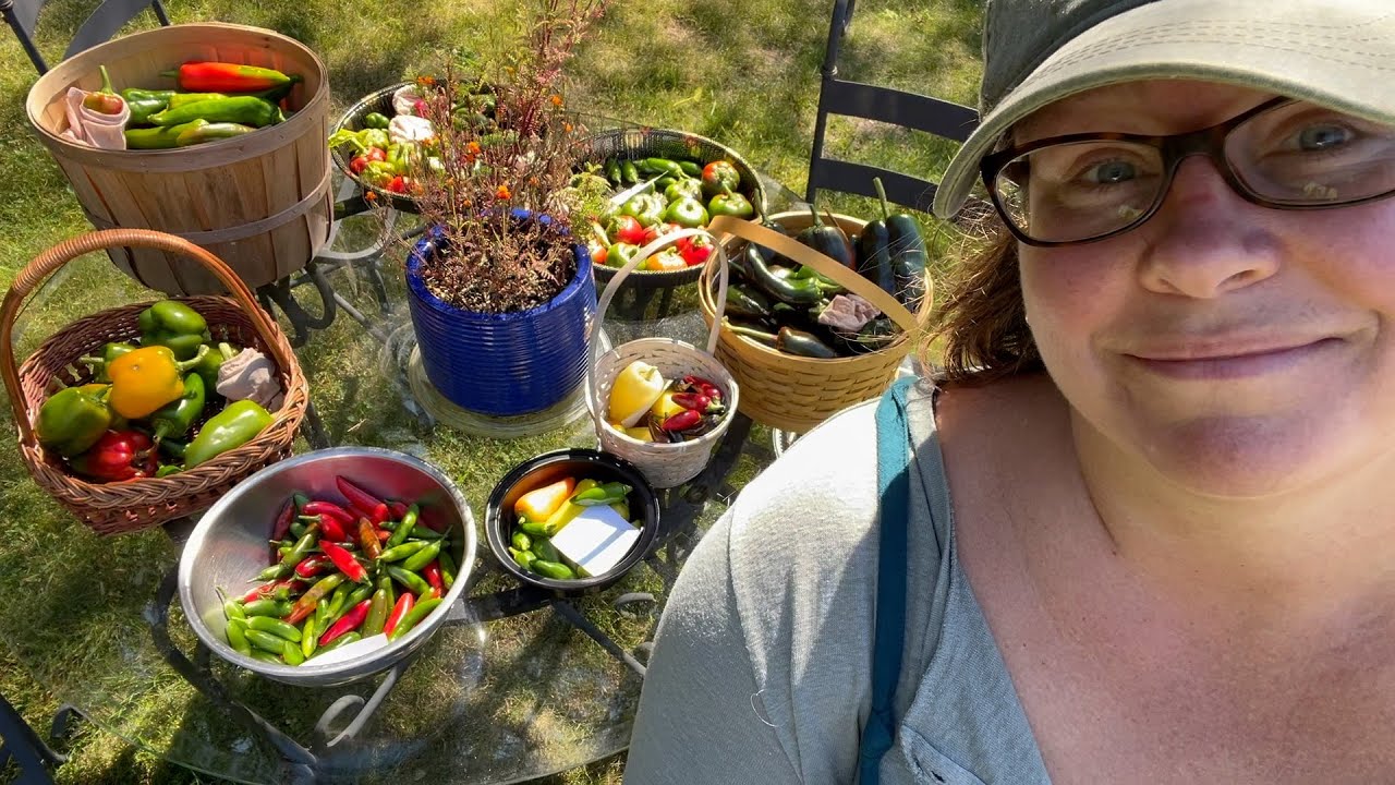 The Big Pepper Harvest (It's Getting Cold at Night) : The Bittersweet Gardens