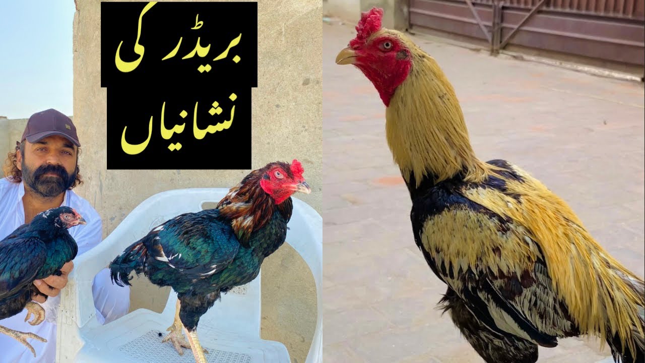 Best Breeder Murghay Ki Nishanian