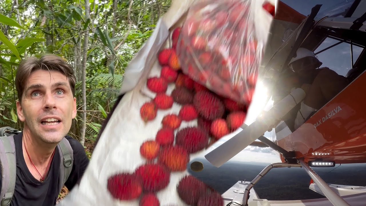 Kalaweit aide la forêt à se régénérer !