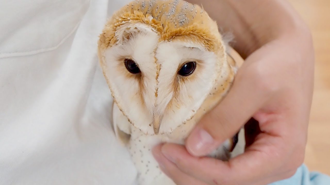 初めての散歩でビビりまくりなフクロウ