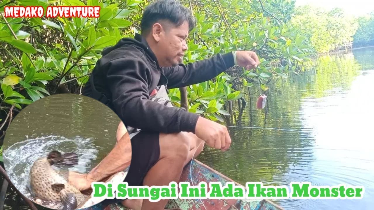 Pasang Rawai di hutan bakau natuna dapat kerapu jumbo | mangrove grouper
