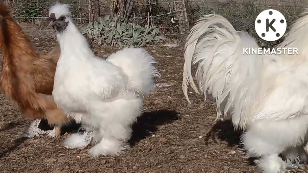 Les P'tites Poules de Soie