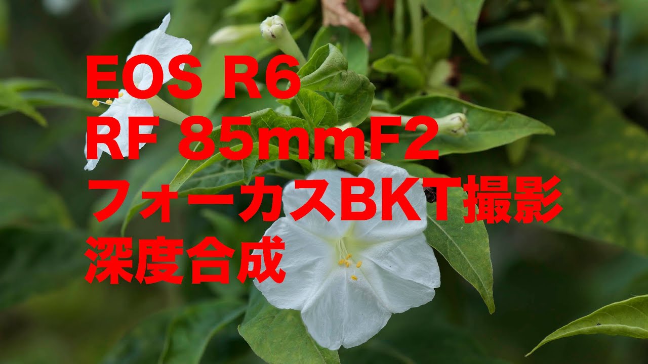 EOS R+RF85mmF2のセットでフォーカスBKT撮影をしてDPP4で深度合成