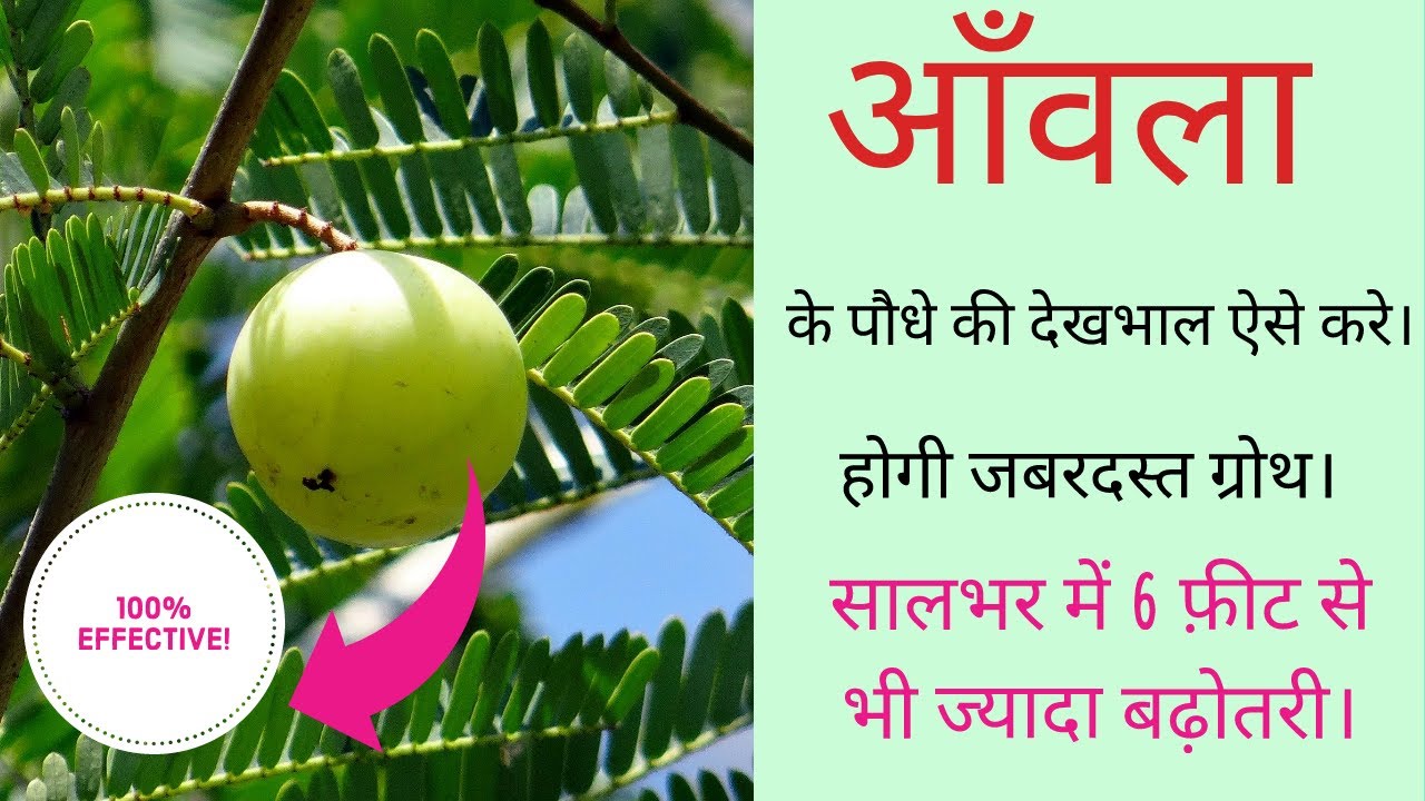 आँवला के पेड़ की देखभाल का सही तरीका। Amla Tree Care In Hindi