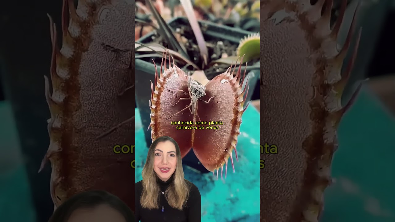 A adapta&ccedil;&atilde;o impressionante que fez plantas virarem carn&iacute;voras!