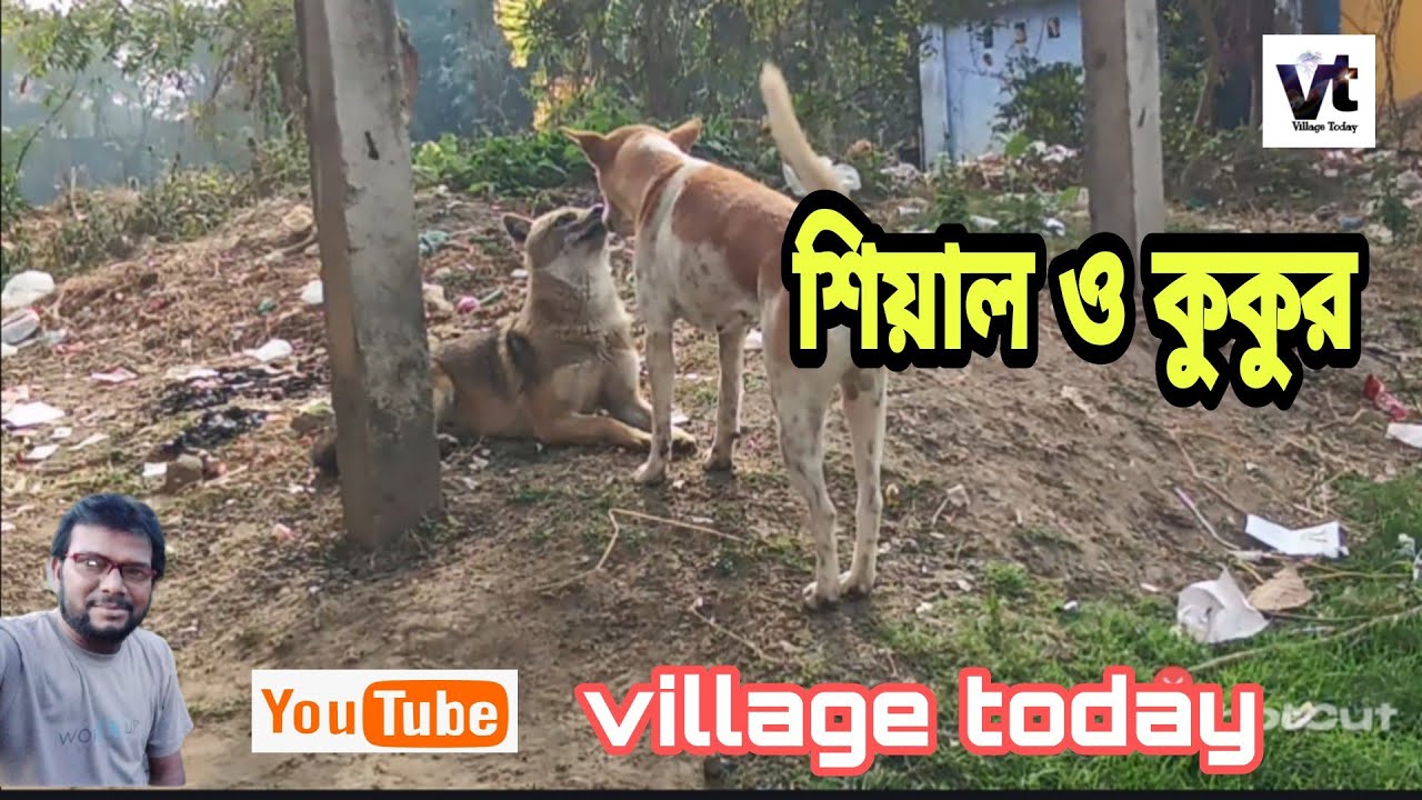 শিয়ালের সাথে কুকুরের বন্ধুত্ব, fox and dog #villagelife #village today.