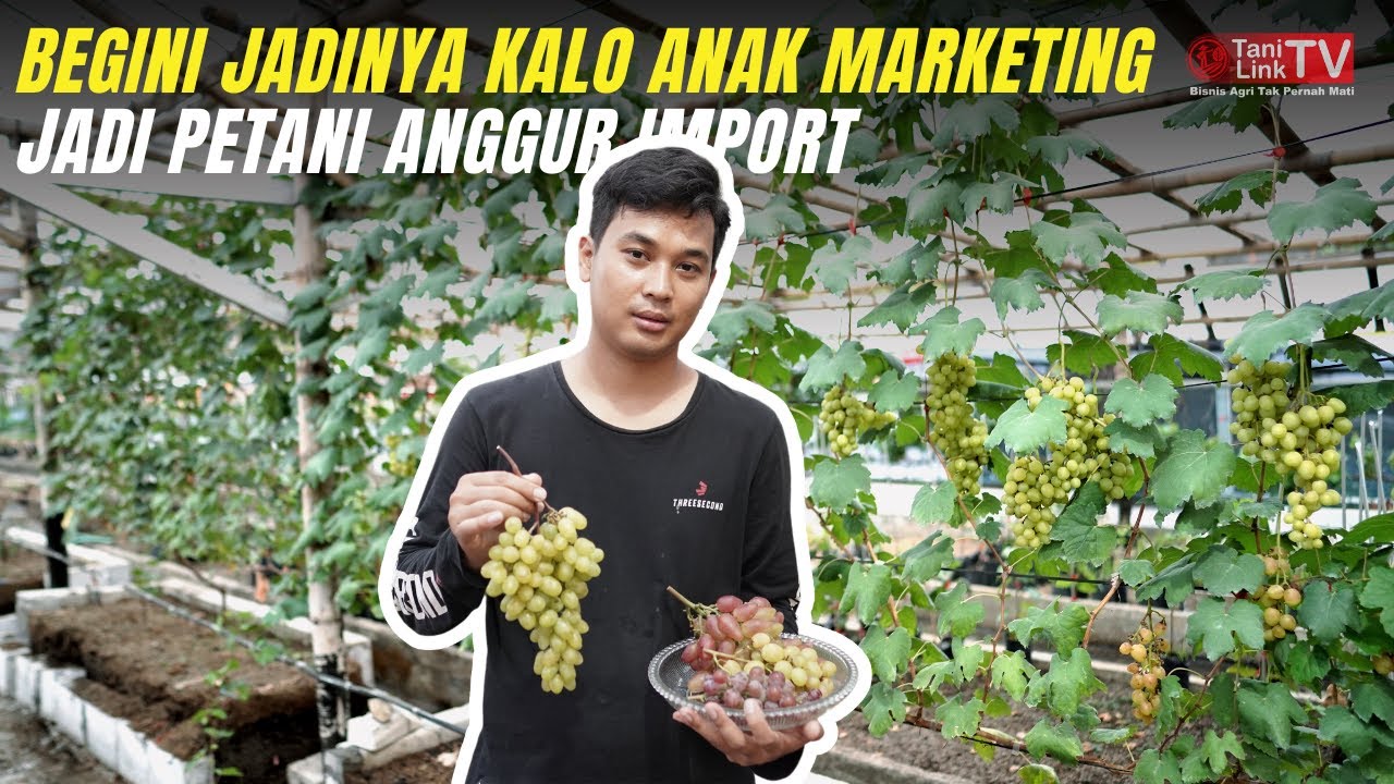 Strategi Sukses Budidaya Anggur Import yang Dapat Anda Terapkan Sekarang