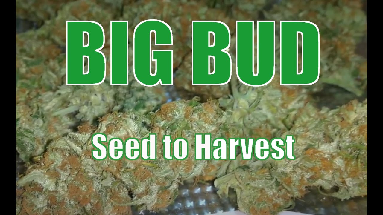 Big Bud Seed to Harvest Grow In New Room