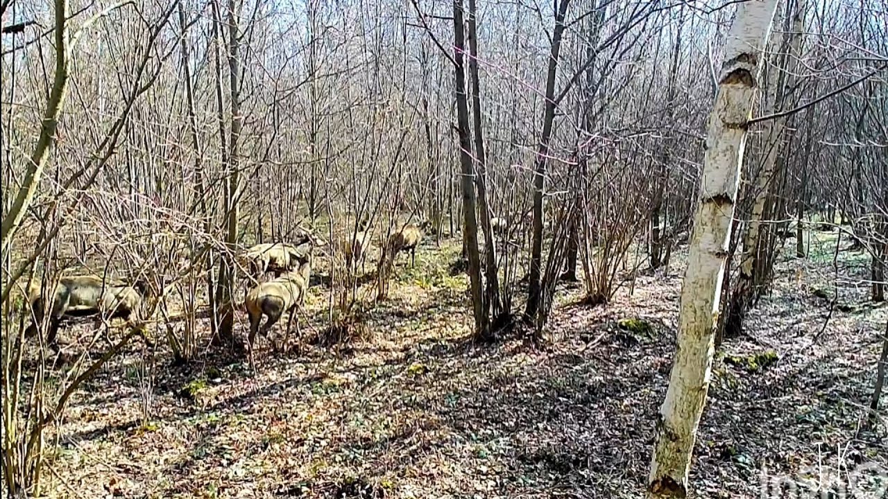 Zrzuty 2025-#6szt.Jest tyczunia,10-ątak+jelenie byki z fotopułapki #nature #antlers #zrzuty #jelenie