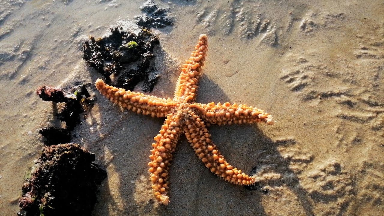 AULA DE CAMPO DE BIOLOGIA MARINHA! | Julia Maciel