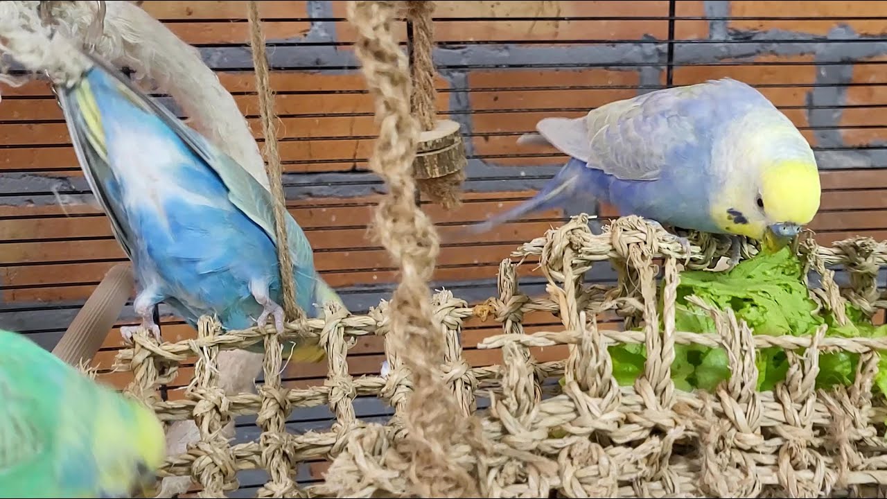 7 hours of happy budgie sounds for relaxation