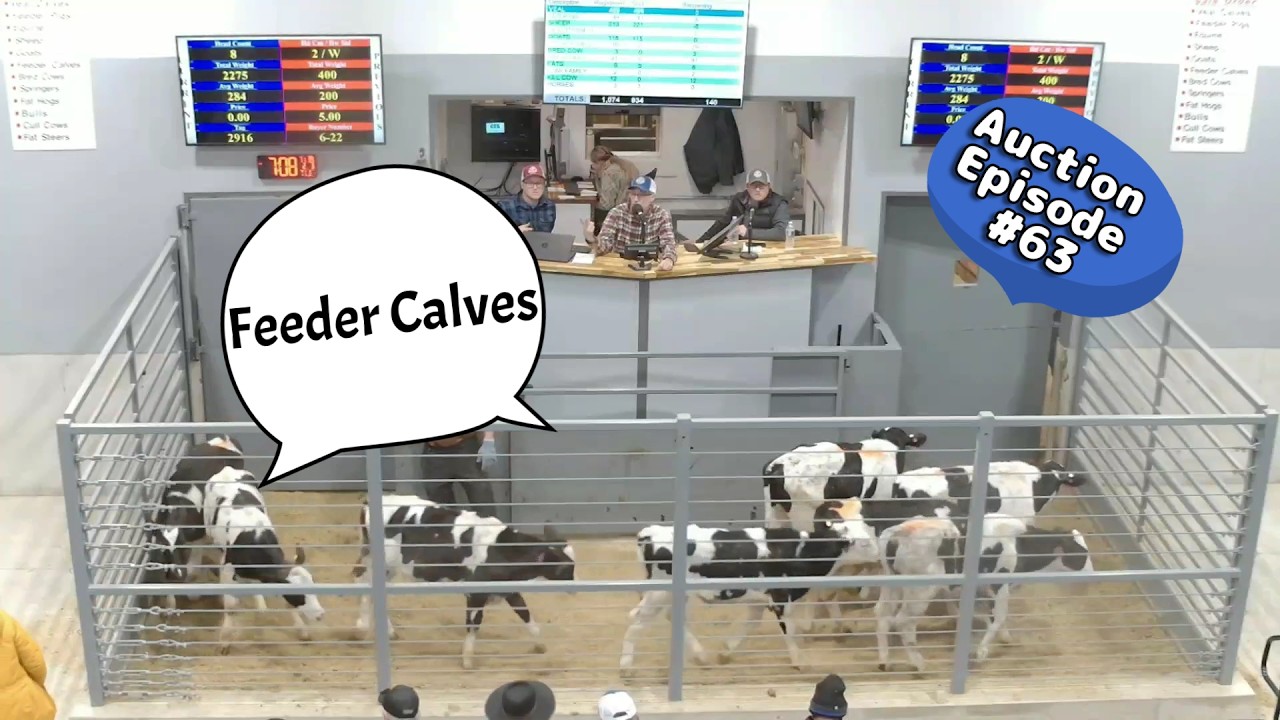 Feeder Calf Auction 02/03/2026