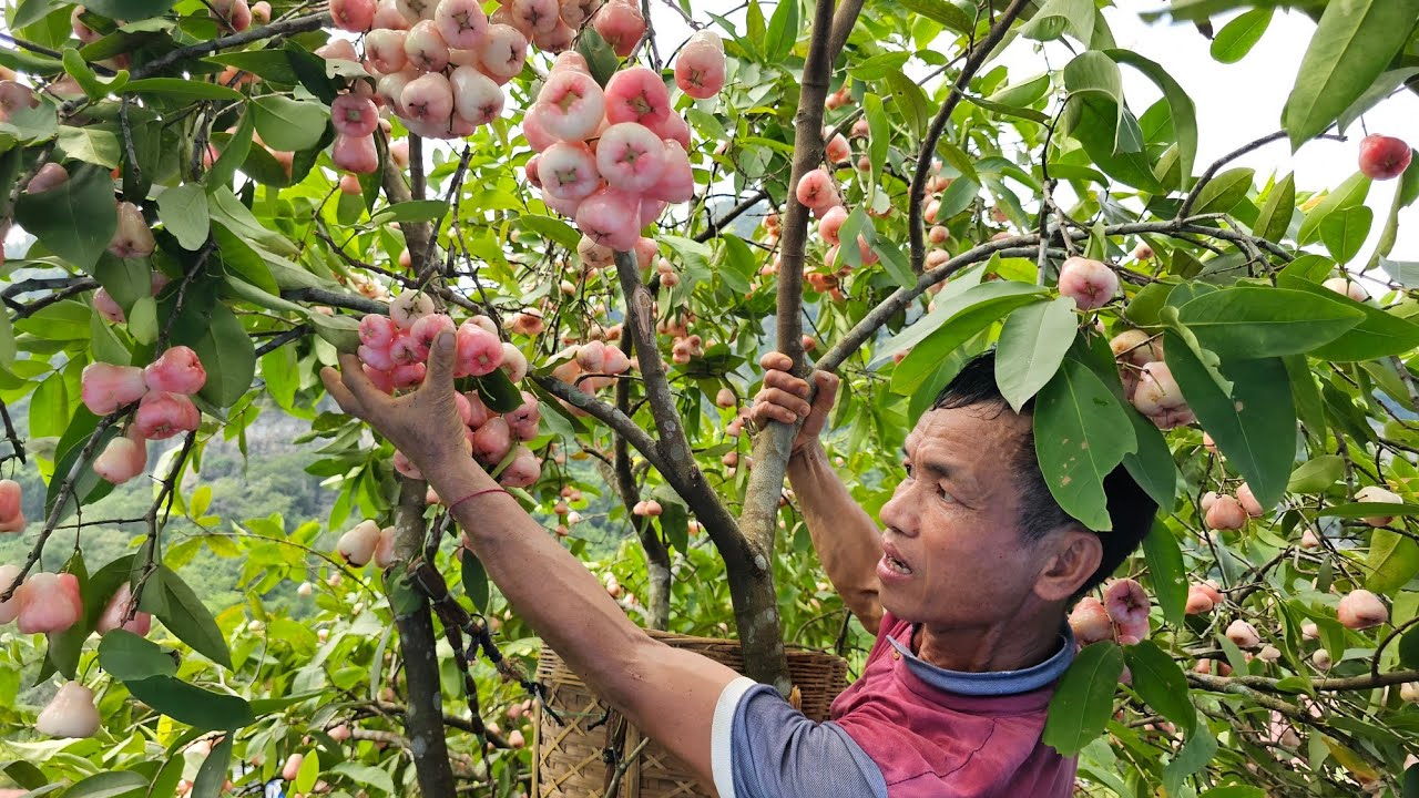🍎 Harvesting Wax Apples to Sell & Buying a New Fishing Net | Rural Village Life - Triệu Đại