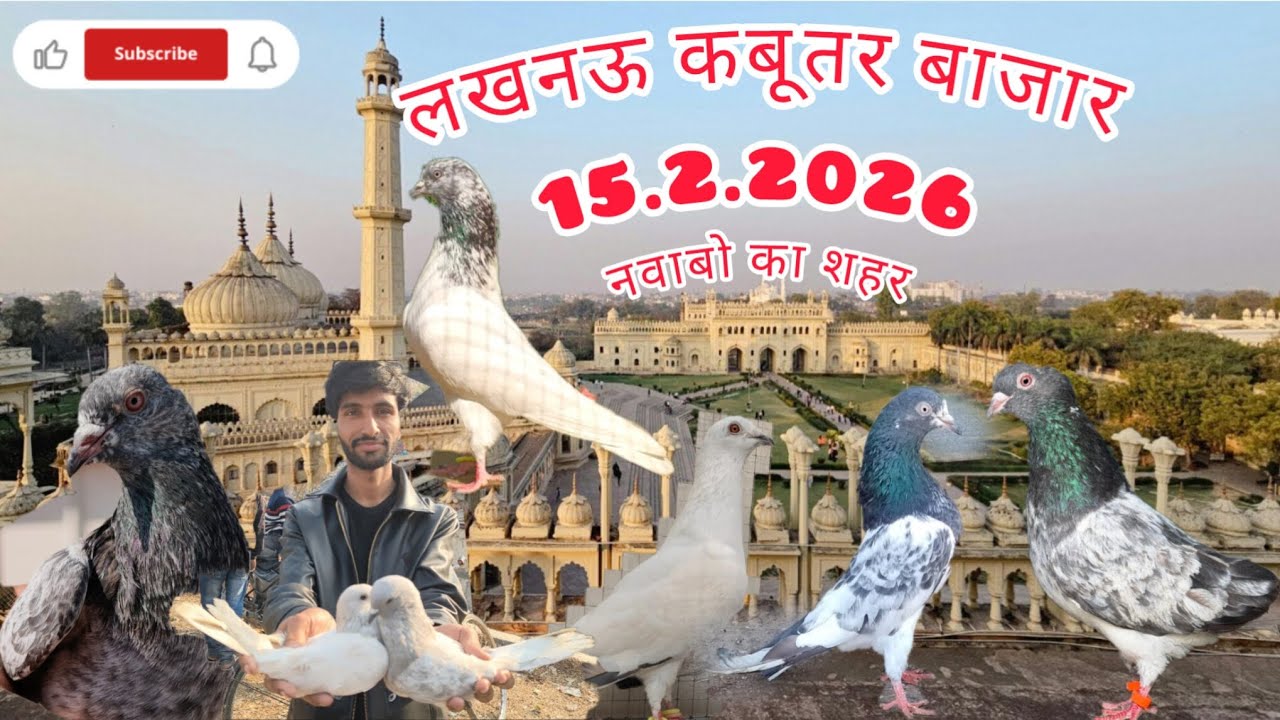 इतवार लखनऊ नींबू पार्क कबूतर मंडी |15.feb.2026 लखनऊ कबूतर बाजार Lucknow kabutar market #pigeon 