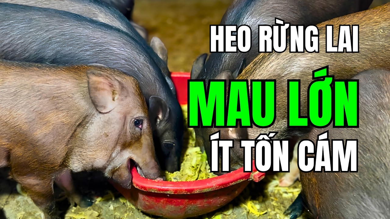Bí Quyết Nuôi Heo Rừng Lai Mau Lớn
