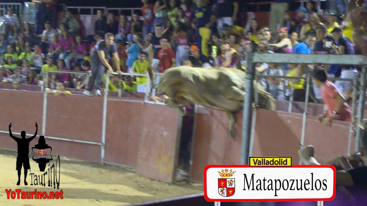 El TORO VOLADOR!!!!! que queria escaparse SALTANDO!!  el vallado en Matapozuelos. Yo Taurino