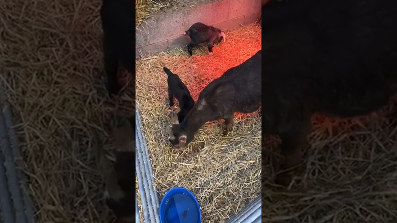 Tiny baby Rabbits!! Plus an update on our new born goats!