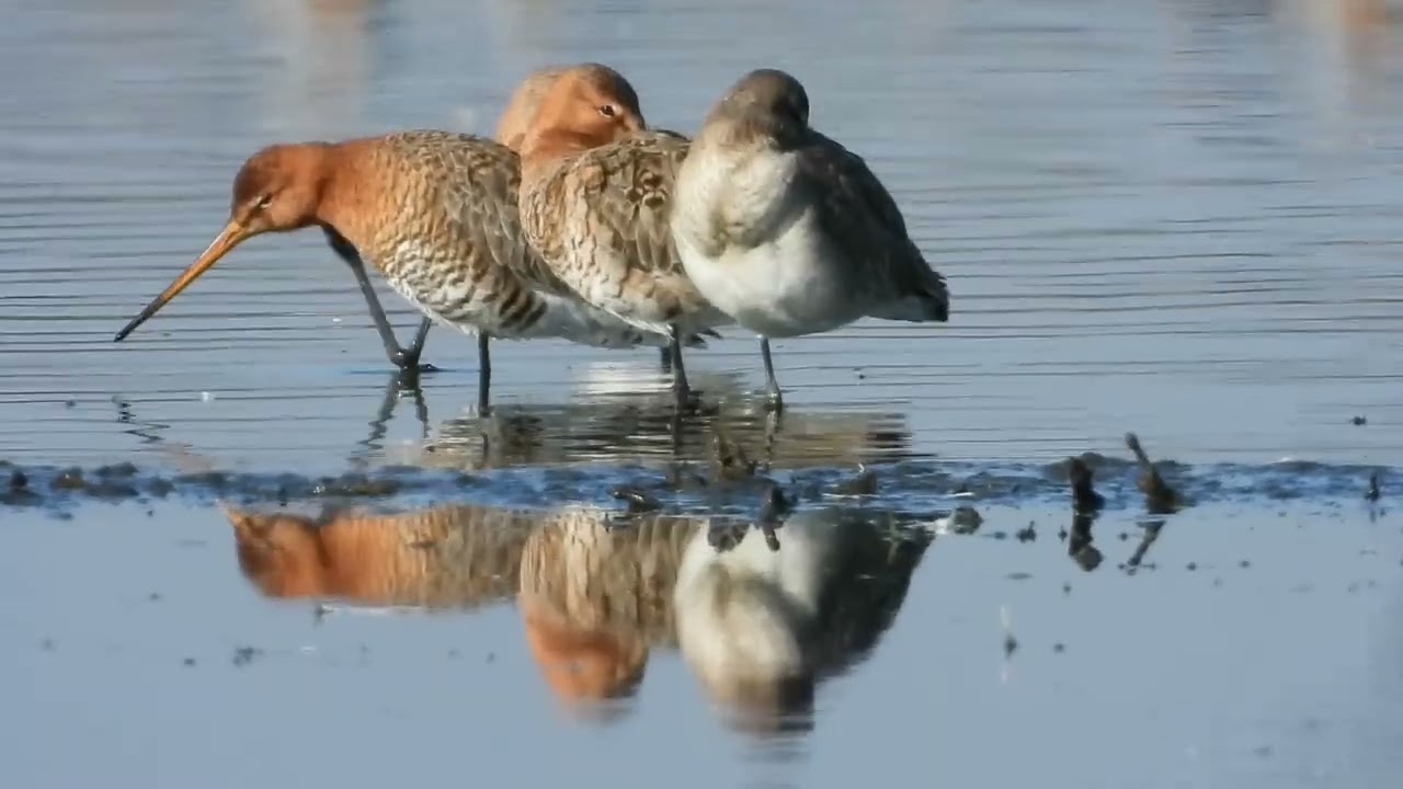 Vogels kijken bij Arkemheen, bij Nijkerk