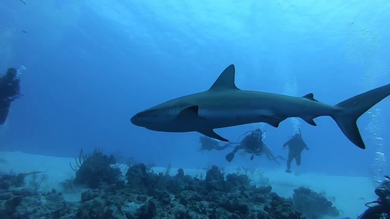 ScubaBros Travel and Diving