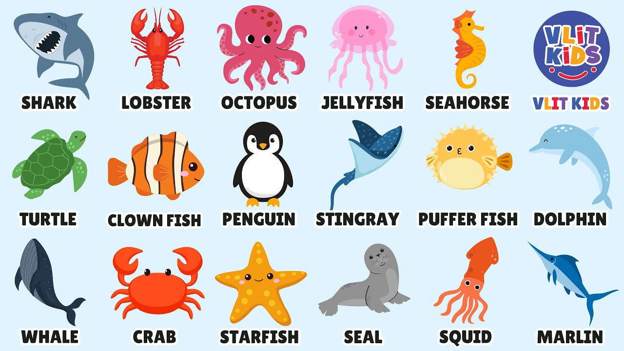 Learn Sea Animal Names | Fun Underwater Animals Recognition for Kids in English