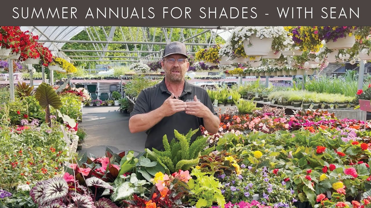 Let's Talk Summer Annuals for Shade ⛱ Pro Talk with Sean at The Gardener's Center