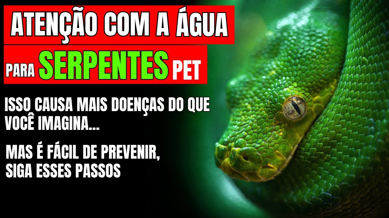 COMO CUIDAR DA ÁGUA DA SUA COBRA PET, SIGA ESSES PASSOS #snake #jiboia #serpente