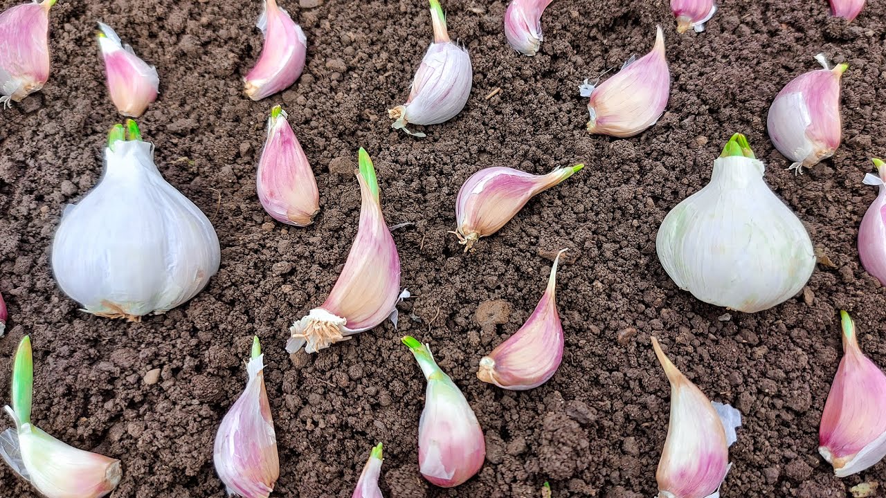 Plantare USTUROI primăvara