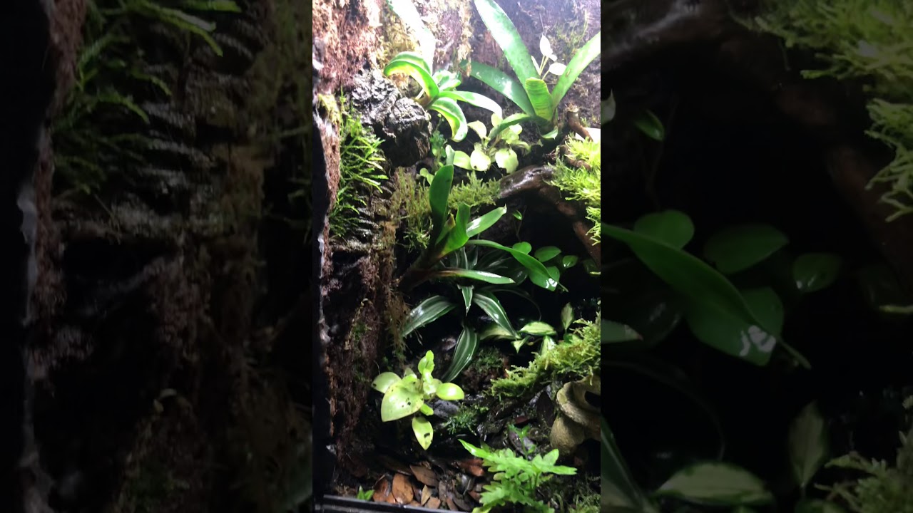 Thumbnail Dart Frog Vivarium