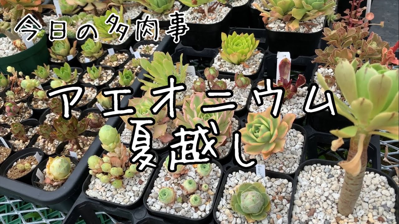 【今日の多肉事】アエオニウムの夏越しと品種紹介