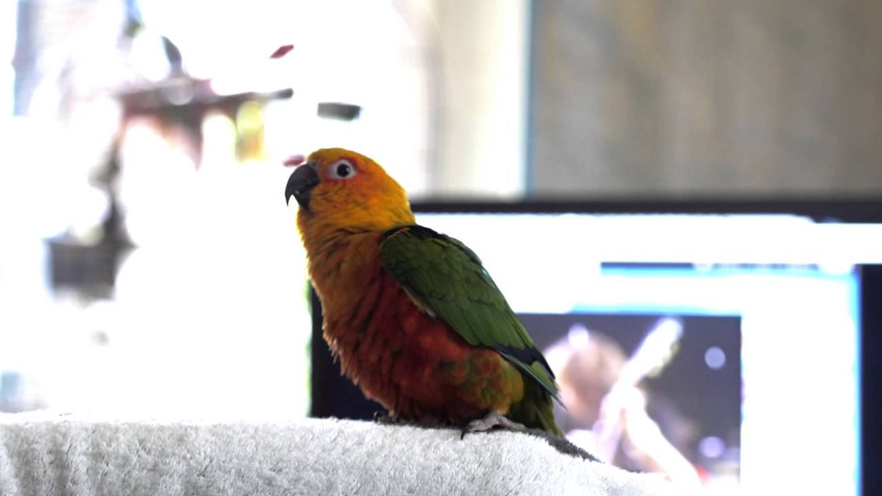 Jenday Conure Dancing to  Child in Time