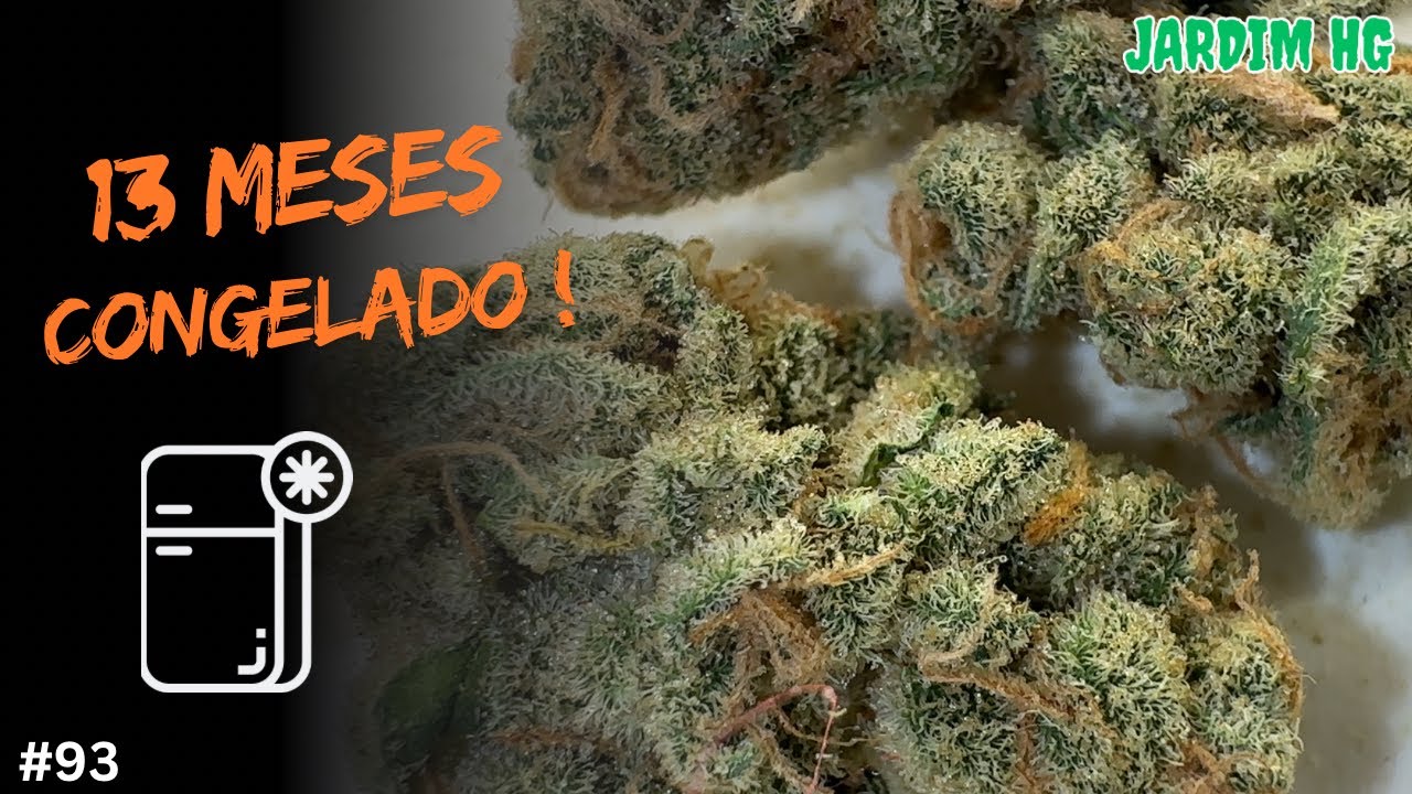 FLORES de CANNABIS CONGELADAS por 1 ANO! O Resultado Me Surpreendeu...